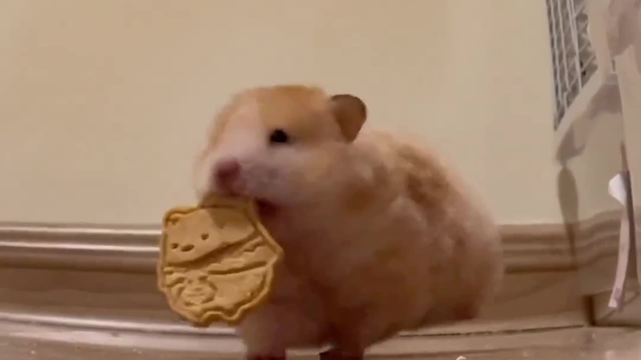 Cute hamster