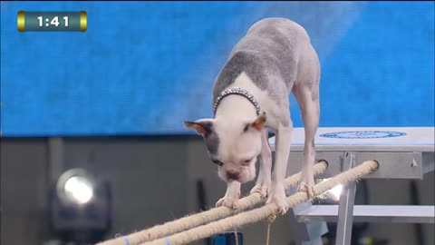 Lollipop Walking on Ropes World Record