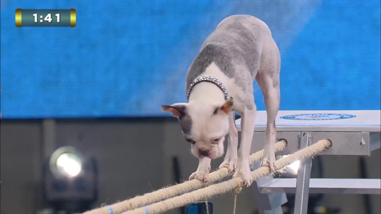 Lollipop Walking on Ropes World Record