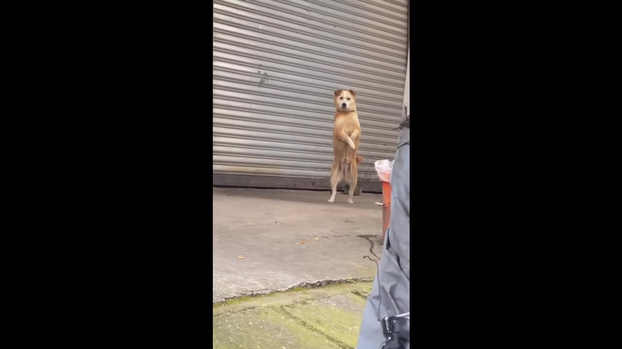 funny animal - hilarious pets that will make you laugh
