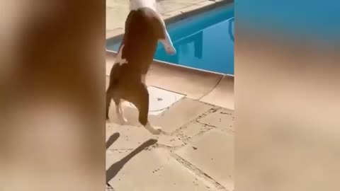 Funny Animal Videos
