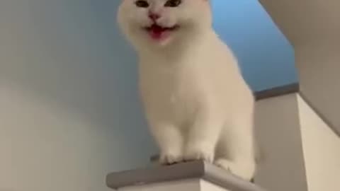 Cat laughing