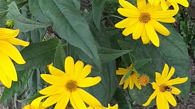 crazy sunflower artichokes