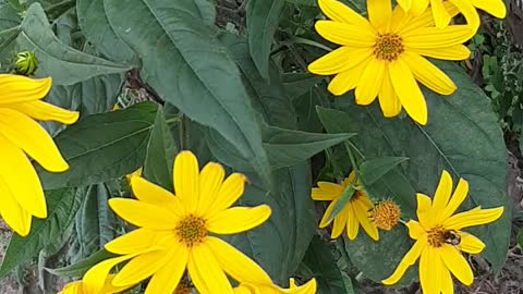 crazy sunflower artichokes