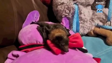 Rescuing 2 juvenile flying-foxes Caffeine and Cyclo