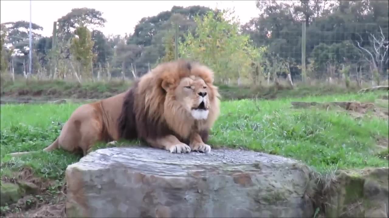 Lion roar