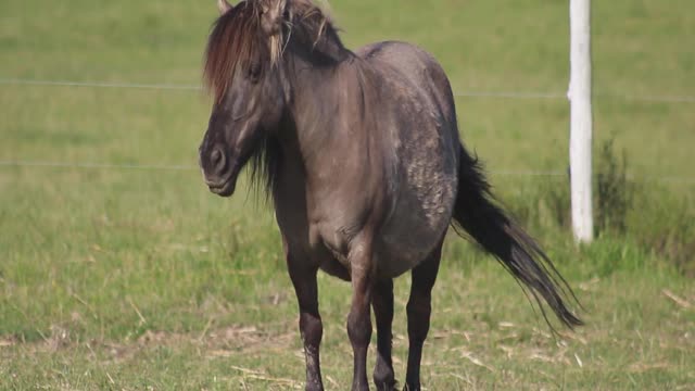 Cute and funny Pony videos. Mini Horse Pony