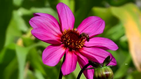 Music of nature | Flowering. Very nice video