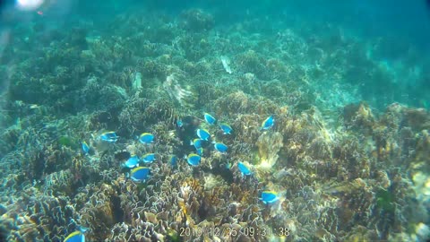 similan islands, moorish idol, animals in the wild