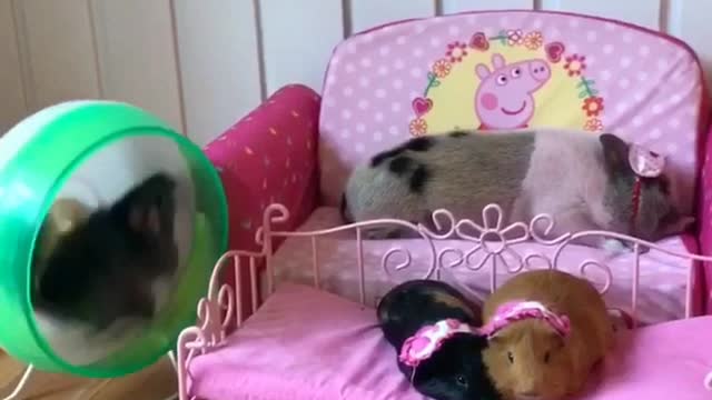 Exercising chinchilla keeps guinea pigs wide awake