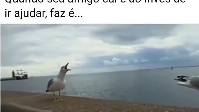 Comédia animal .😅😅