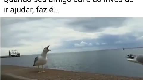 Comédia animal .😅😅