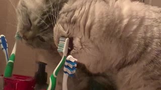 Cat Brushes Teeth Before Bed