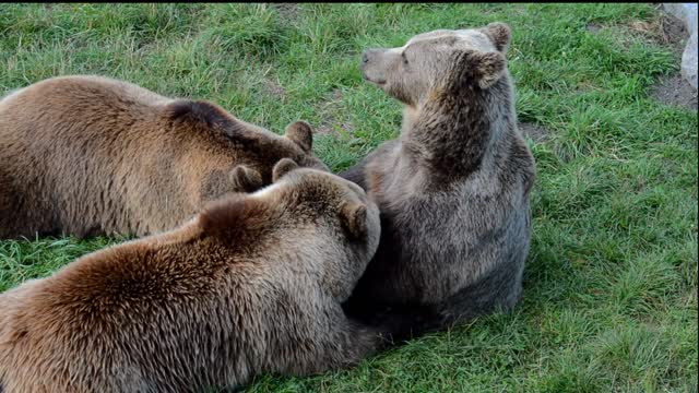 Brown Bear Facts