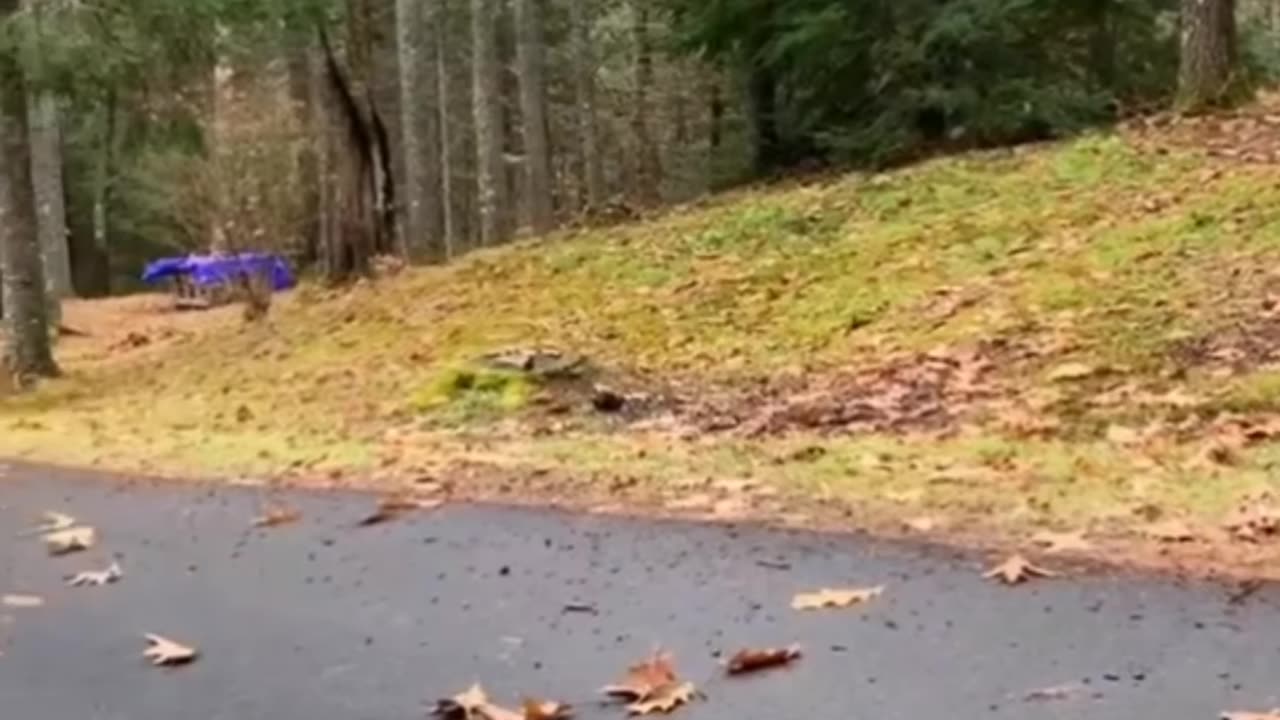 Try not to laugh🤣 Funny animals😹‖