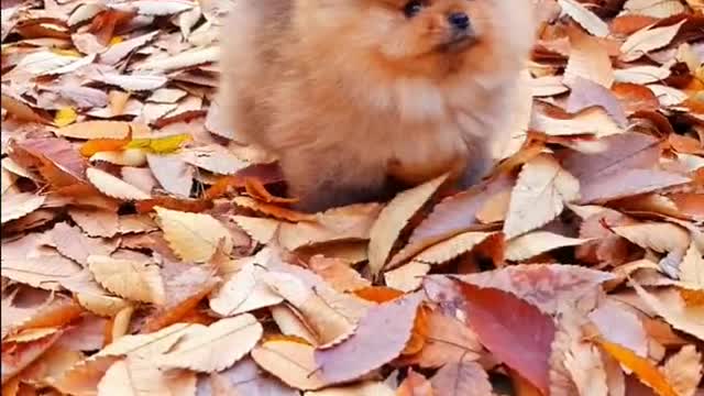 Mini Pomeranian Funny and Cute Pomeranian