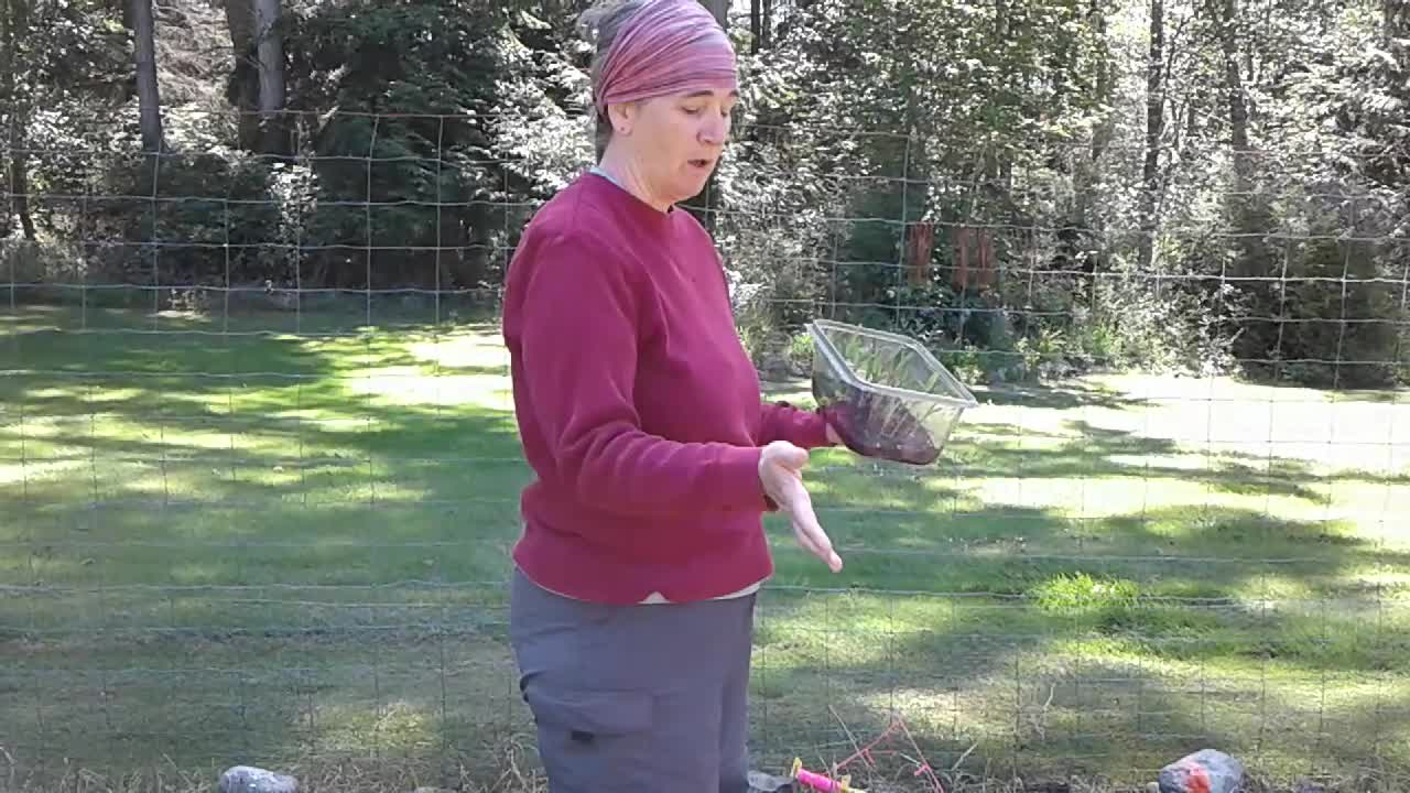 Planting Corn Seedlings