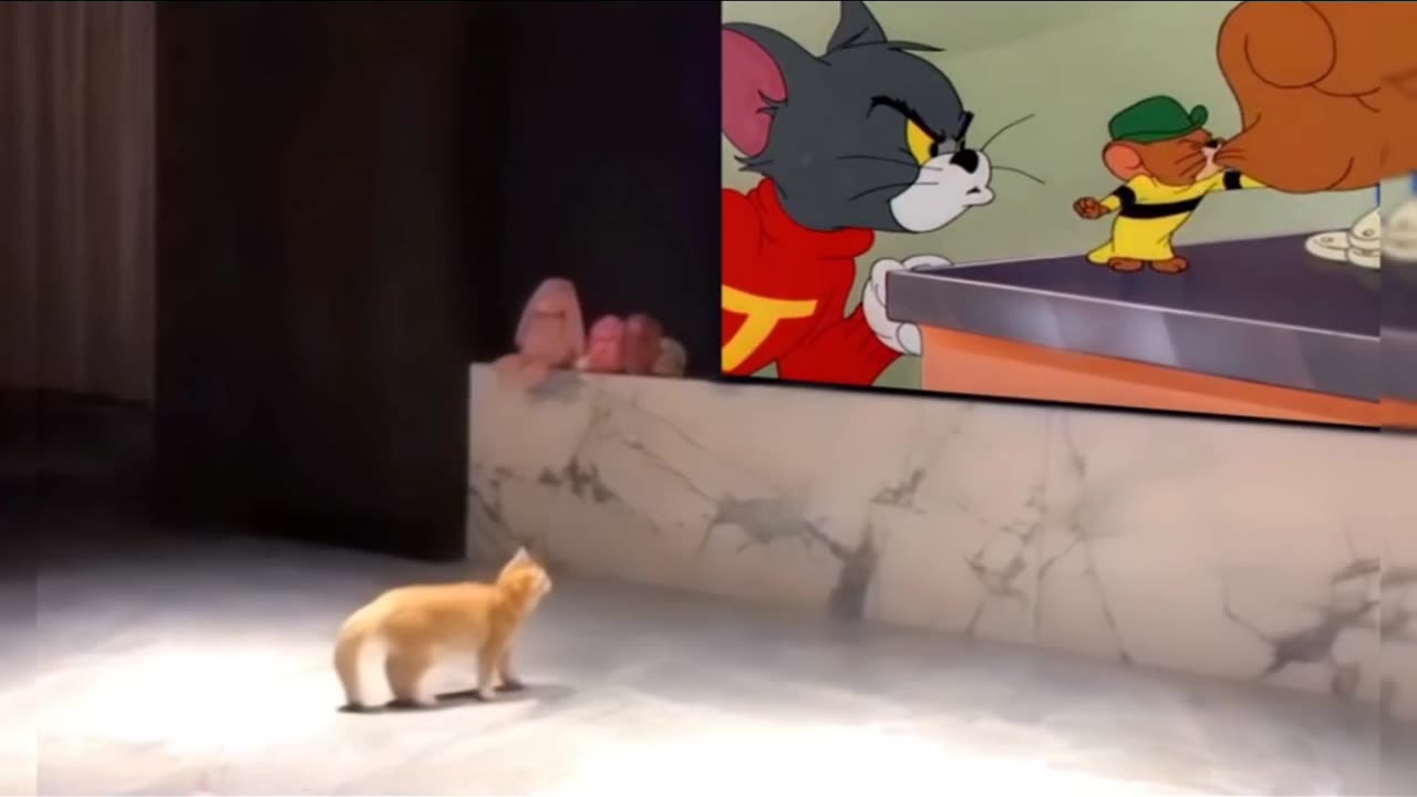 funny Cats 😂🤣