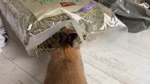GETTING A BUNNY setting upp13
