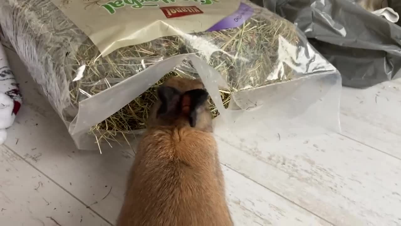 GETTING A BUNNY setting upp13