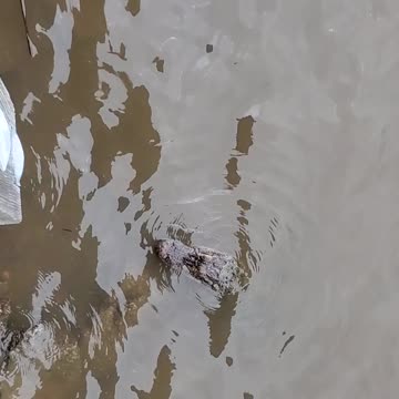 Little "Gator" Shows up