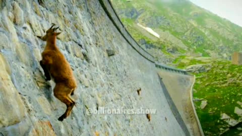 When people waiting for your downfall but you are a GOAT