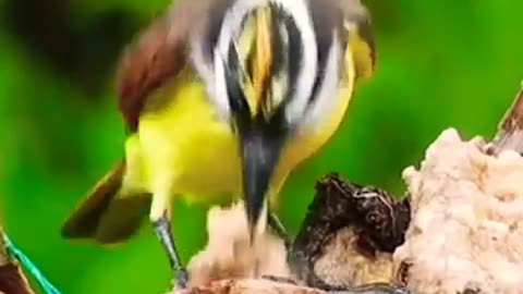 Beautiful bird