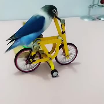 Parrot video