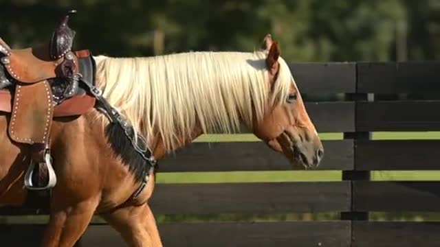 Stallion, gelding, or mare?