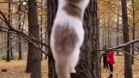 Funny cat Video 😂😂