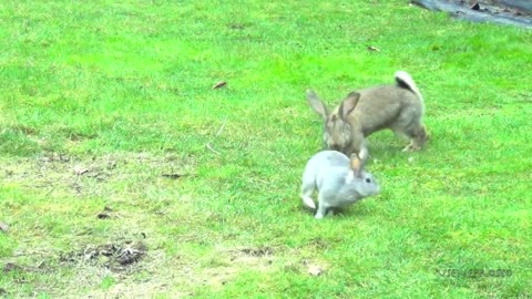 rabbit fight