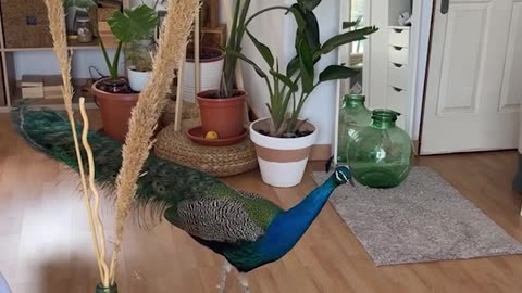A Peacock In The House