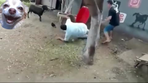 Never make the goat angry or it will not leave your pitch