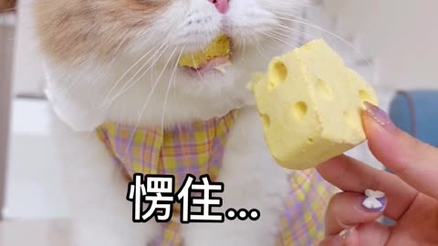 Beautiful cat