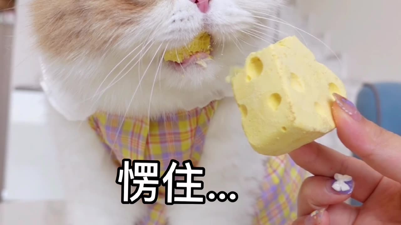Beautiful cat