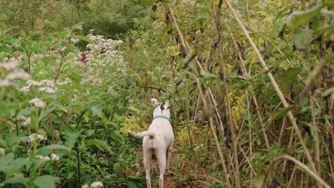 Correcting night blindness in dogs.
