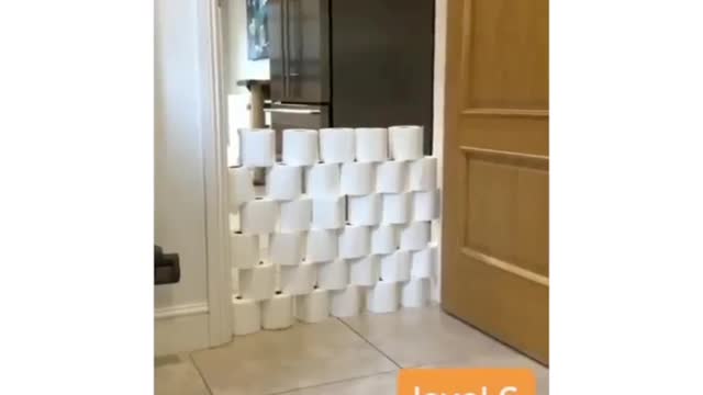 cats are the most bouncy animals