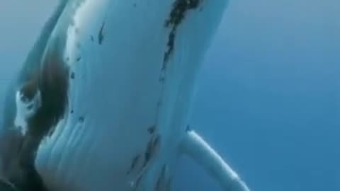 Giant Whale Carrying Her Baby Safely #shorts #viral #shortsvideo #video