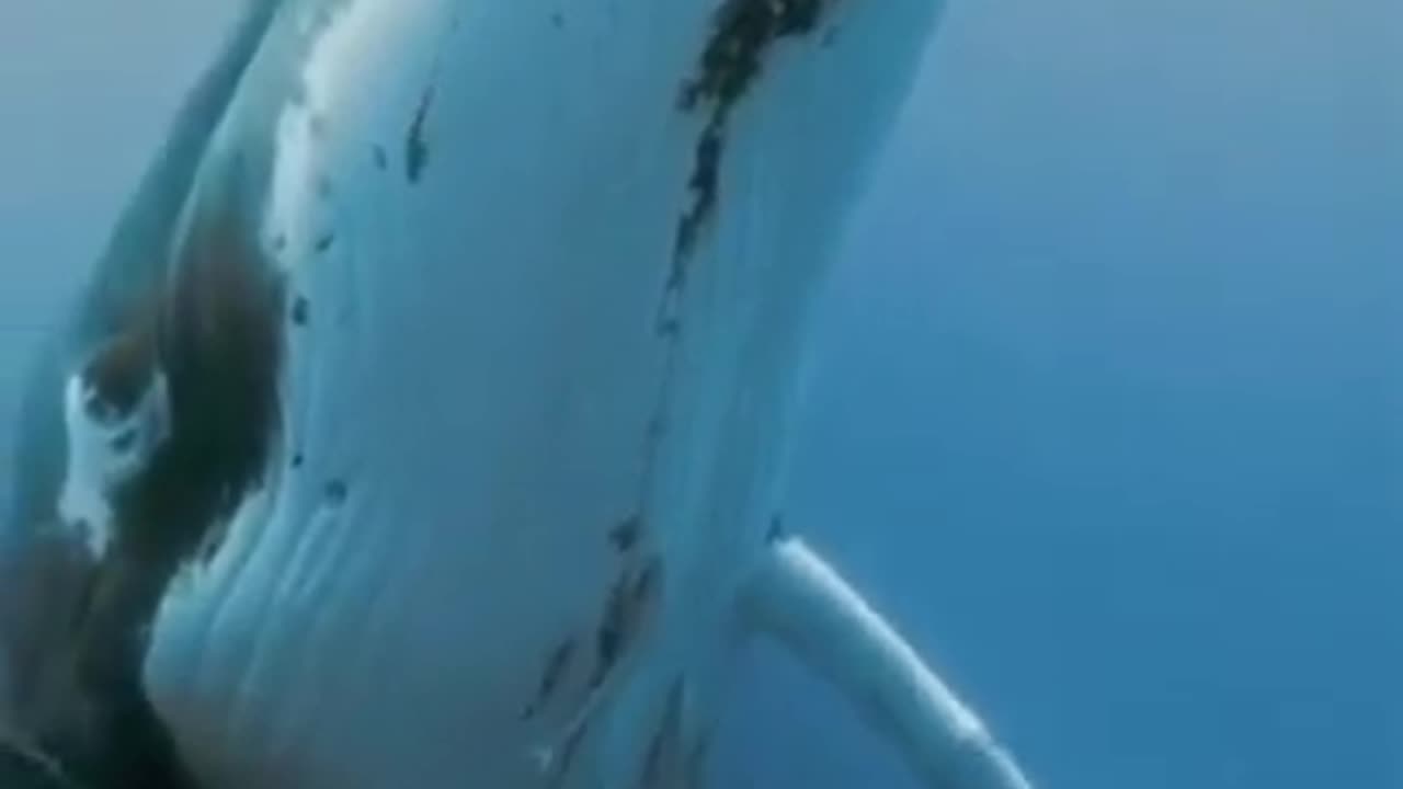 Giant Whale Carrying Her Baby Safely #shorts #viral #shortsvideo #video