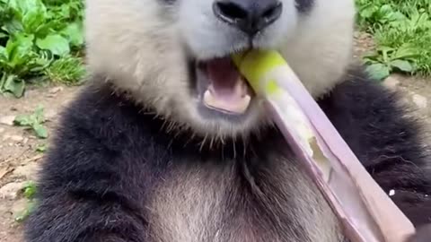 Funny Panda