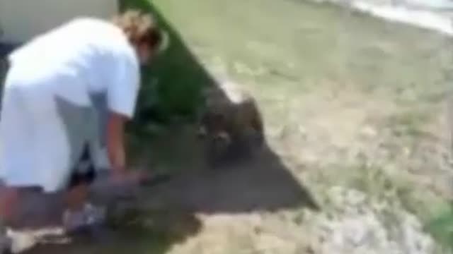 Awesome Dog Backflips