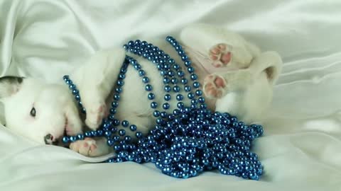 puppy plays with blue beads