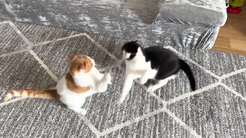 cat fight