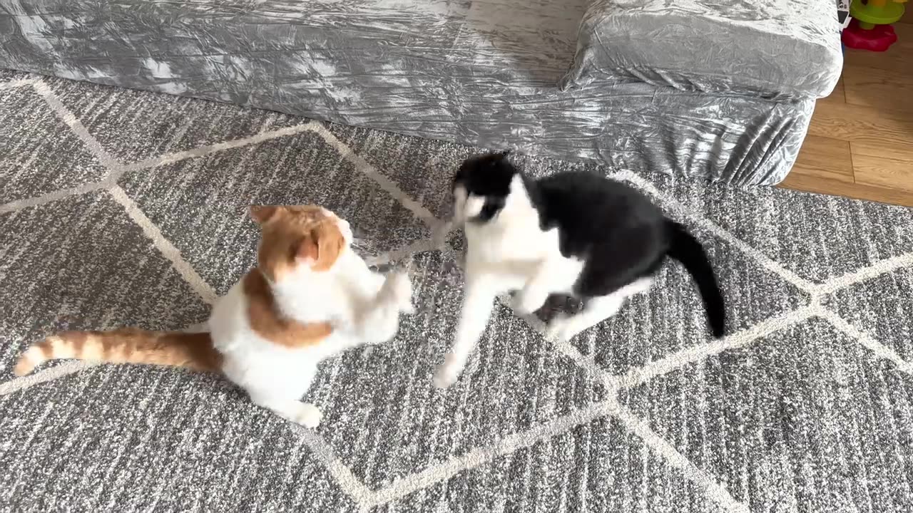 cat fight