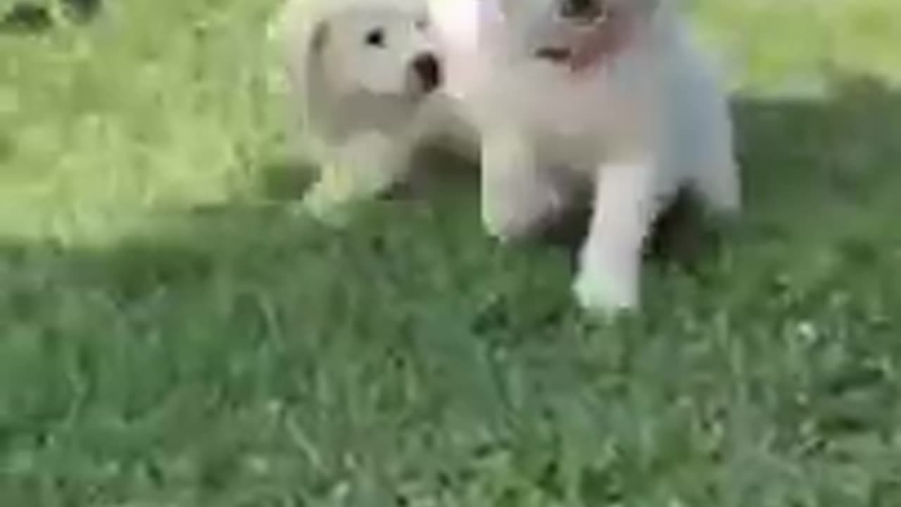 cute puppies and white puppies playing together #cute #so cute