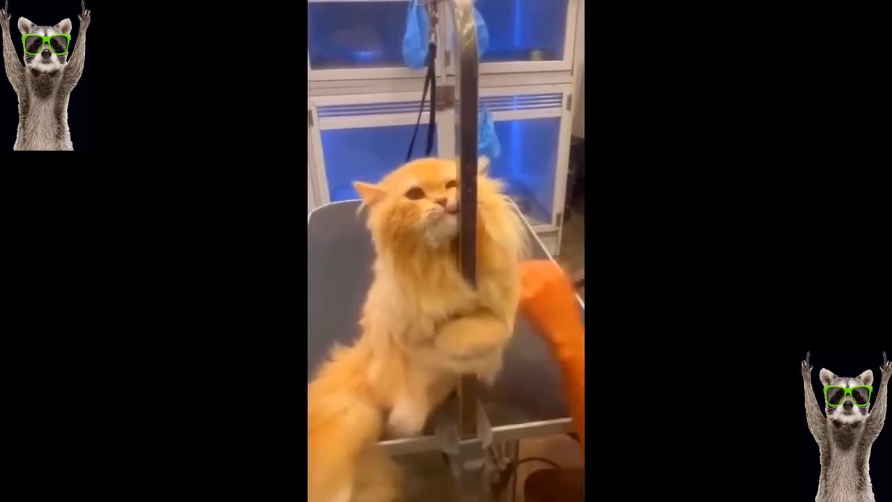 Funniest Cats And Dogs Videos 2023