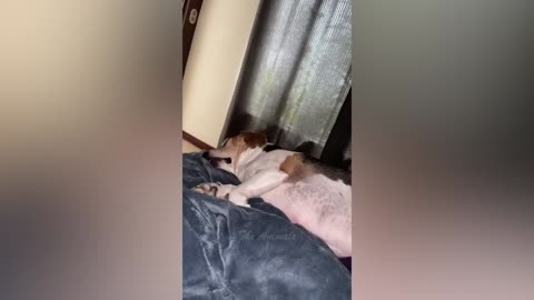 Best Funny Animal Videos Of The 2023 🤣 - Funniest Cats And Dogs Videos 😺😍 (41)