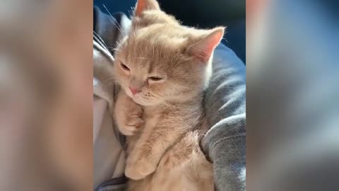 cute and cute cat withand adorable face