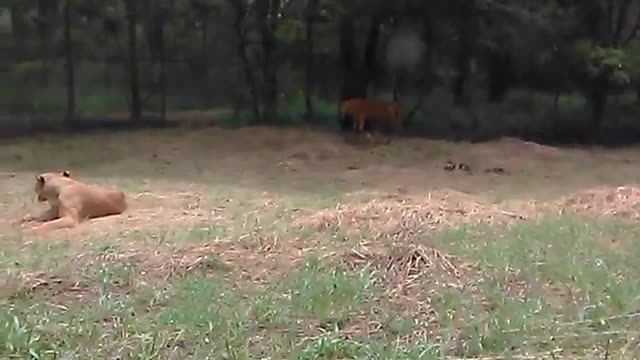 The king of the jungle