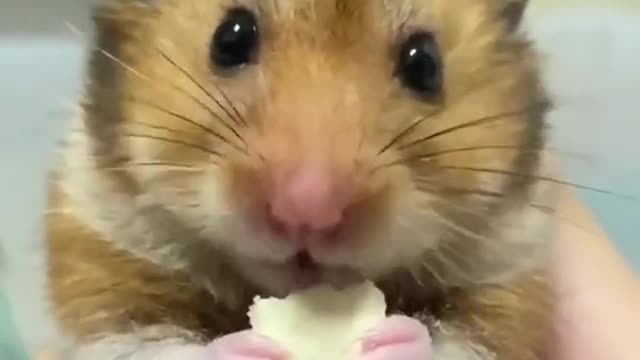 Cute Hamster eating